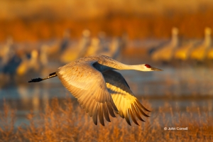Crane;Grus-canadensis;One;Sandhill-Crane;Sunrise;avifauna;bird;birds;color-image